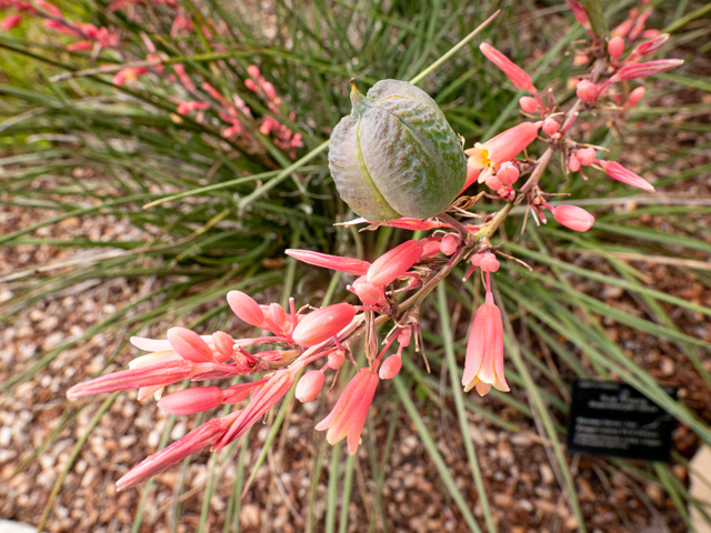Hesperaloe parviflora (Red yucca) #84849