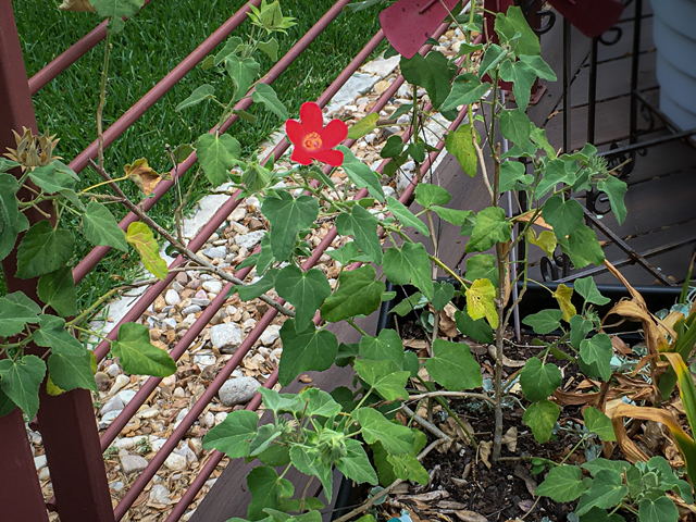 Hibiscus martianus (Heartleaf rosemallow) #84857