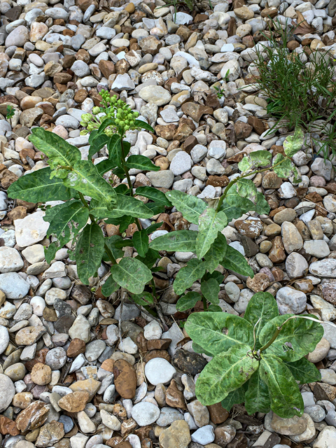 Asclepias viridis (Green milkweed) #84858