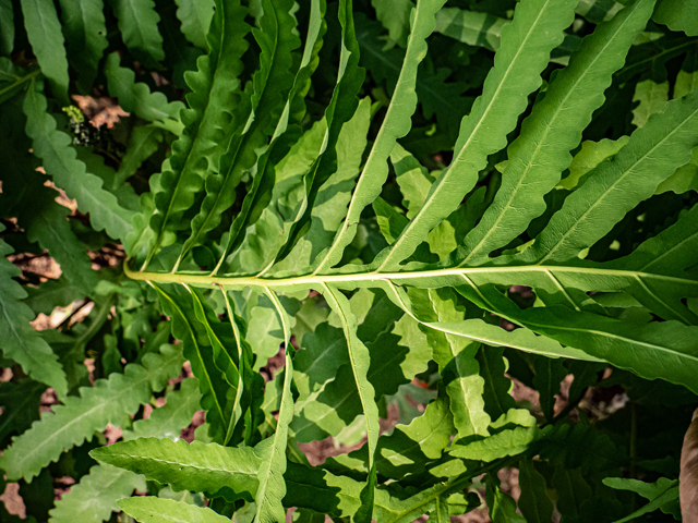 Onoclea sensibilis (Sensitive fern) #84865