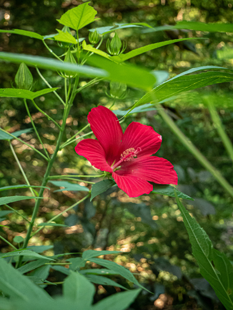 Hibiscus coccineus (Scarlet rosemallow) #84867