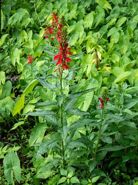 Lobelia cardinalis (Cardinal flower) #84873