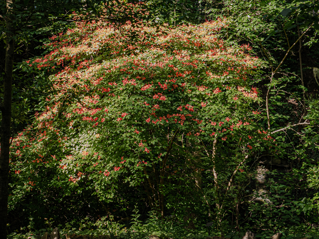 Rhododendron calendulaceum (Flame azalea) #84878