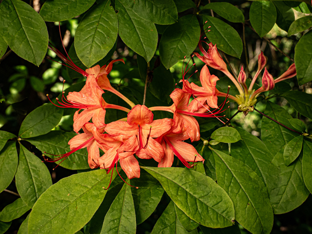 Rhododendron calendulaceum (Flame azalea) #84880