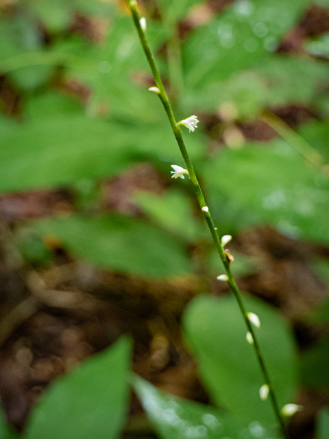 Polygonum virginianum (Jumpseed) #84896