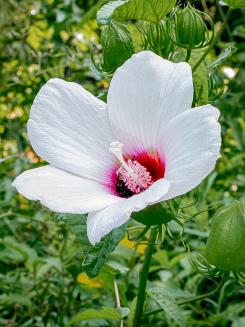 Hibiscus laevis (Halberdleaf rosemallow) #84900
