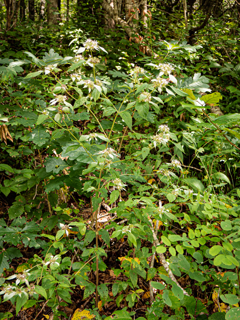 Pycnanthemum pycnanthemoides (Southern mountainmint) #84903