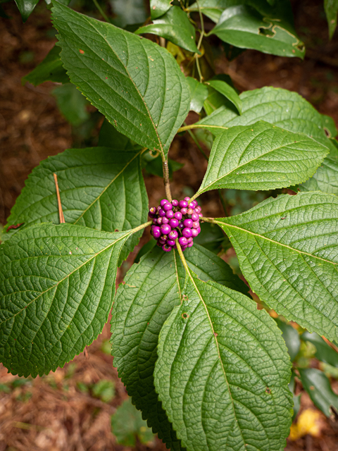 Callicarpa americana (American beautyberry ) #84921