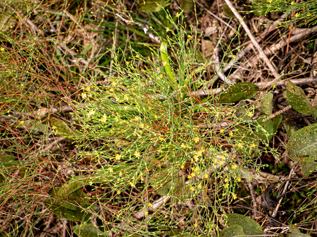 Hypericum gentianoides (Orangegrass) #84928