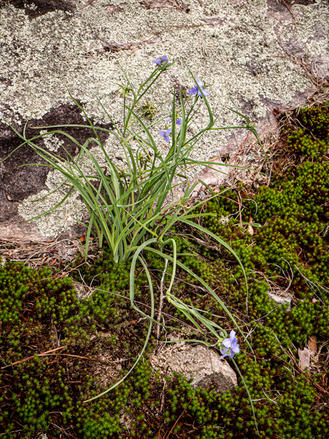 Tradescantia ohiensis (Ohio spiderwort) #84931