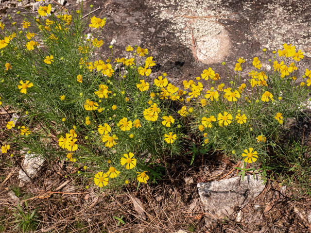 Helenium amarum (Yellow sneezeweed) #84947