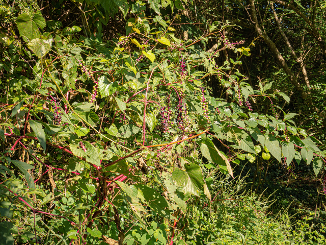Phytolacca americana (American pokeweed) #84962