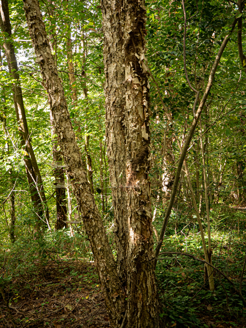 Betula nigra (River birch) #84976