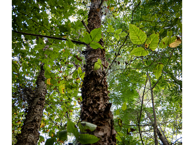 Betula nigra (River birch) #84978