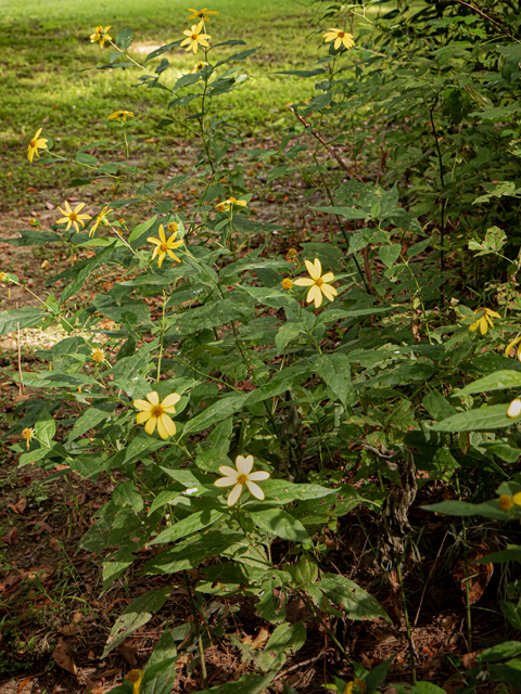 Helianthus strumosus (Paleleaf woodland sunflower) #84981