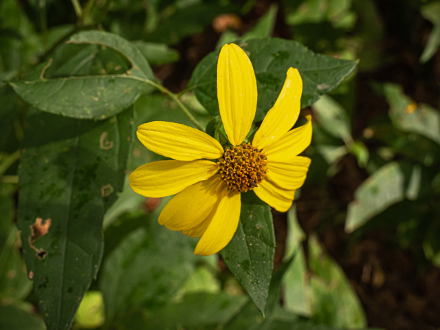 Helianthus strumosus (Paleleaf woodland sunflower) #84984