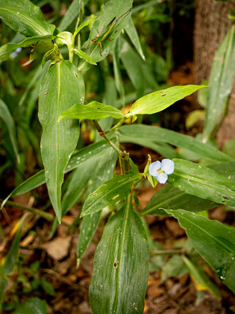 Commelina virginica (Virginia dayflower) #84986