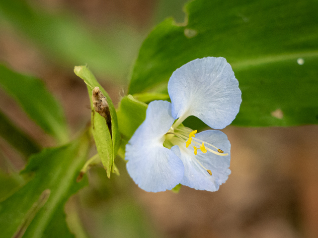 Commelina virginica (Virginia dayflower) #84987