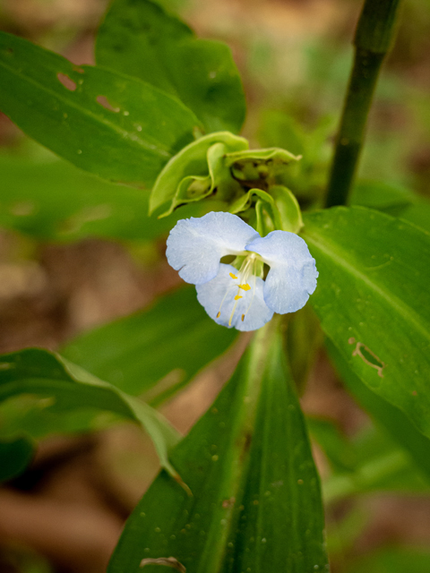 Commelina virginica (Virginia dayflower) #84988