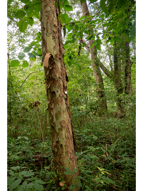 Betula nigra (River birch) #84989