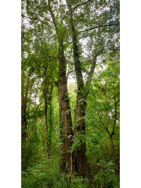 Quercus nigra (Water oak) #84991