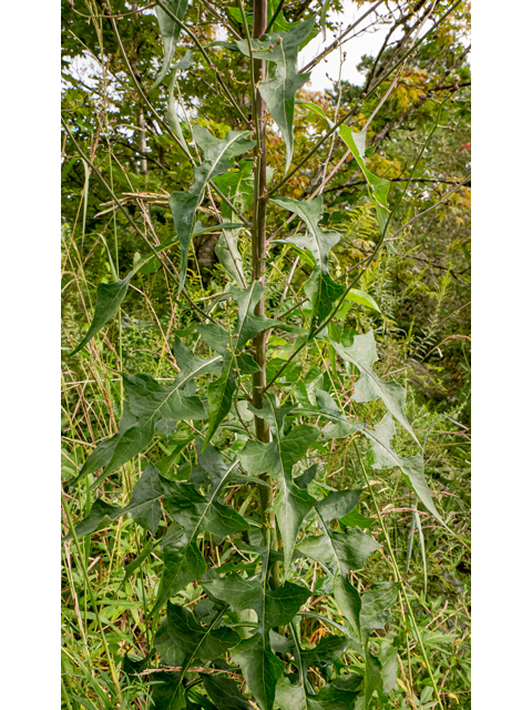 Lactuca floridana (Woodland lettuce) #85007