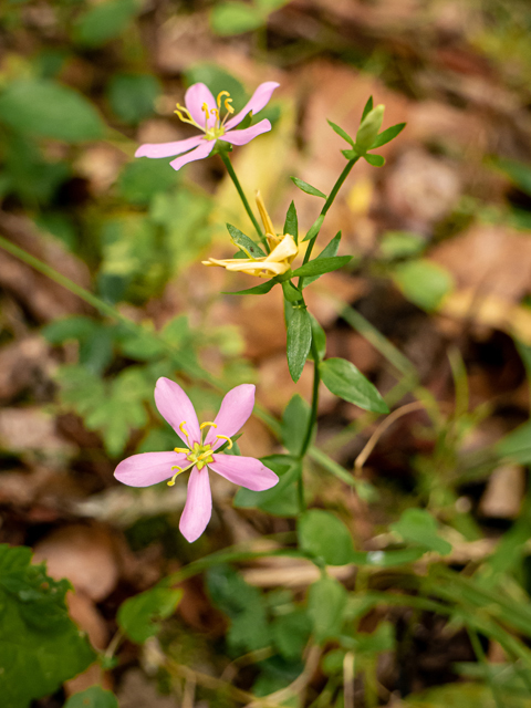 Sabatia angularis (Rosepink) #85015