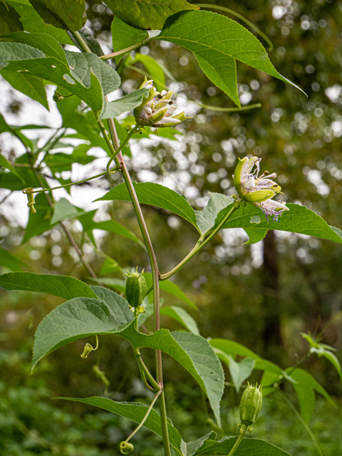Passiflora incarnata (Maypop) #85019