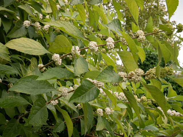 Callicarpa americana (American beautyberry ) #85022