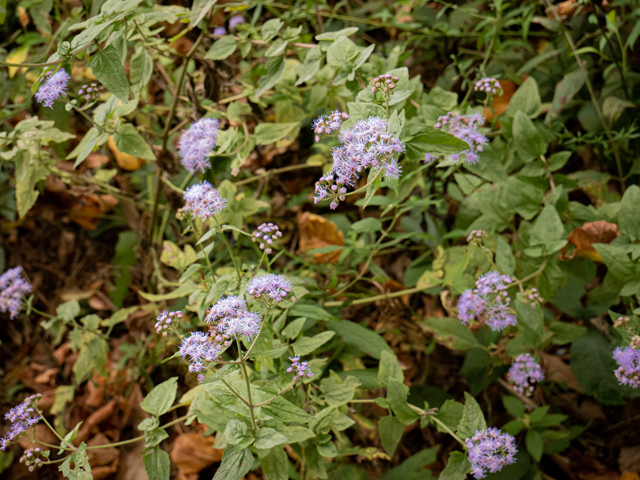 Conoclinium coelestinum (Blue mistflower) #85028