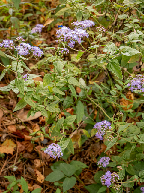 Conoclinium coelestinum (Blue mistflower) #85029