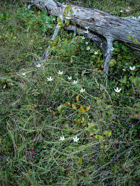 Parnassia grandifolia (Largeleaf grass-of-parnassus) #85048