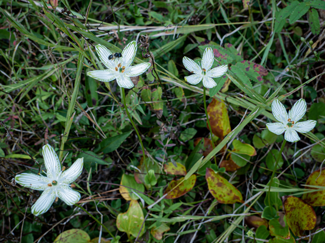 Parnassia grandifolia (Largeleaf grass-of-parnassus) #85050