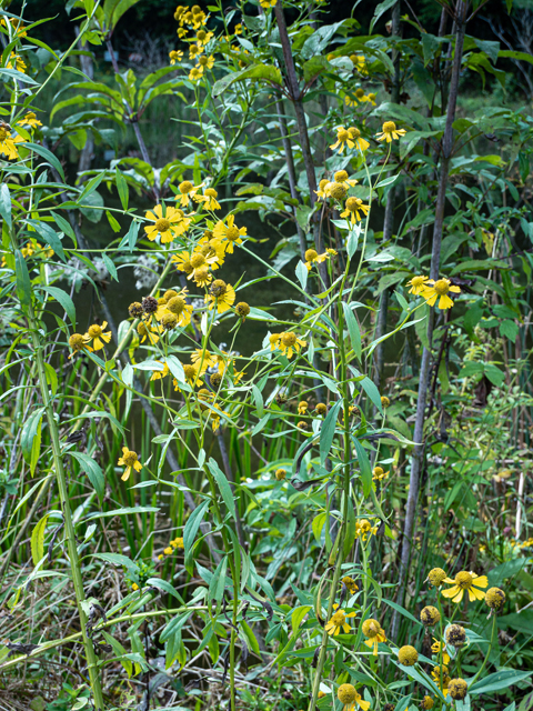 Helenium autumnale (Common sneezeweed) #85069