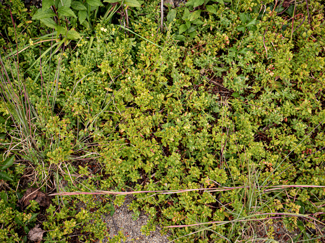 Hypericum hypericoides ssp. multicaule (St. andrew's-cross) #85093