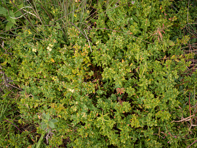 Hypericum hypericoides ssp. multicaule (St. andrew's-cross) #85094