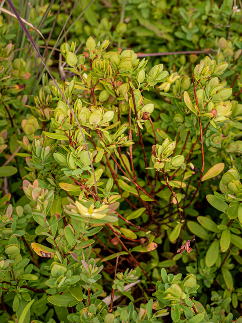 Hypericum hypericoides ssp. multicaule (St. andrew's-cross) #85096