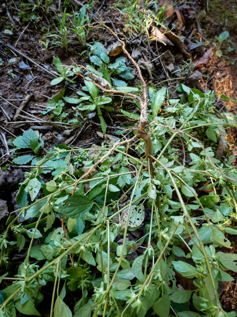 Acalypha rhomboidea (Common threeseed mercury) #85128