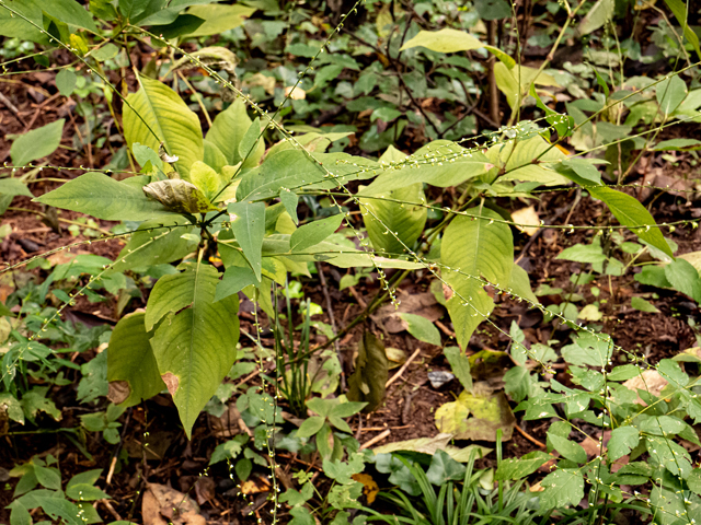Polygonum virginianum (Jumpseed) #85150