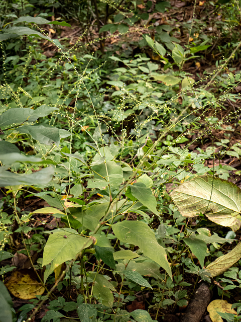 Polygonum virginianum (Jumpseed) #85151