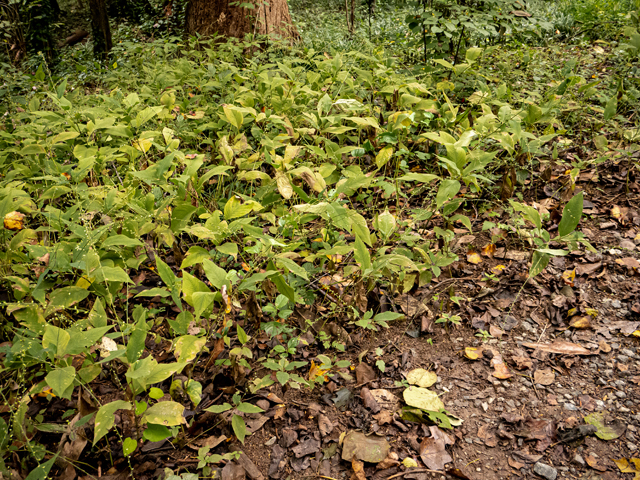 Polygonum virginianum (Jumpseed) #85152