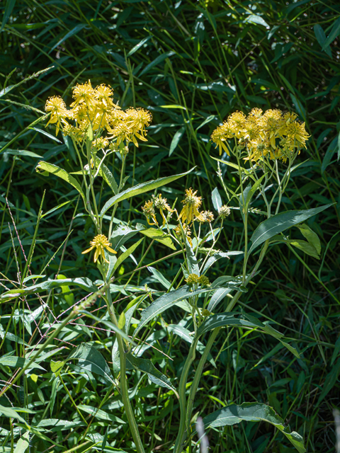 Verbesina alternifolia (Wingstem) #85153