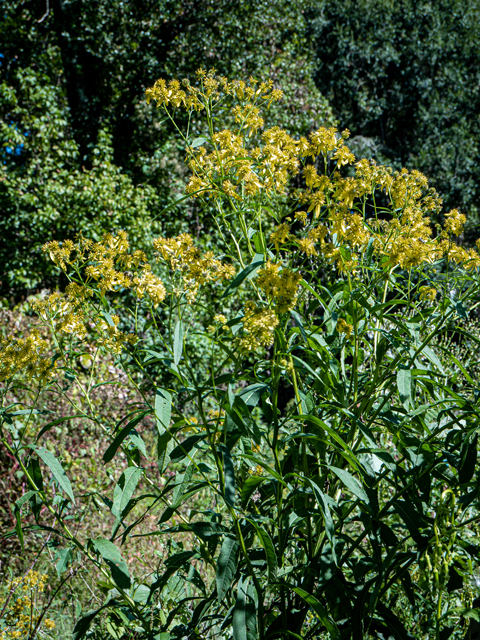 Verbesina alternifolia (Wingstem) #85158