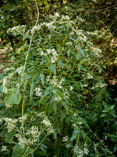 Eupatorium serotinum (Lateflowering thoroughwort) #85171
