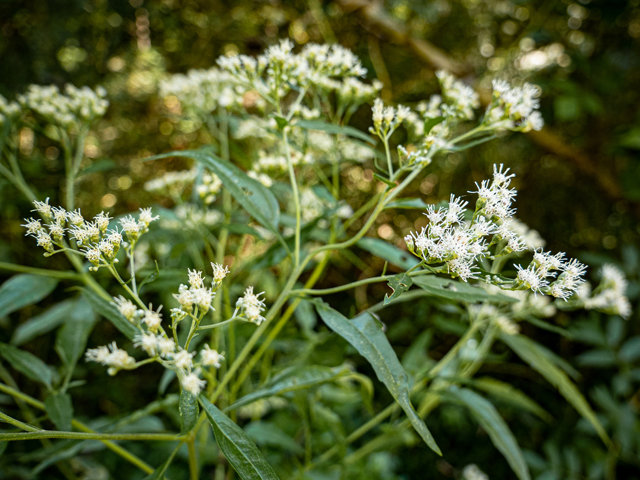 Eupatorium serotinum (Lateflowering thoroughwort) #85173