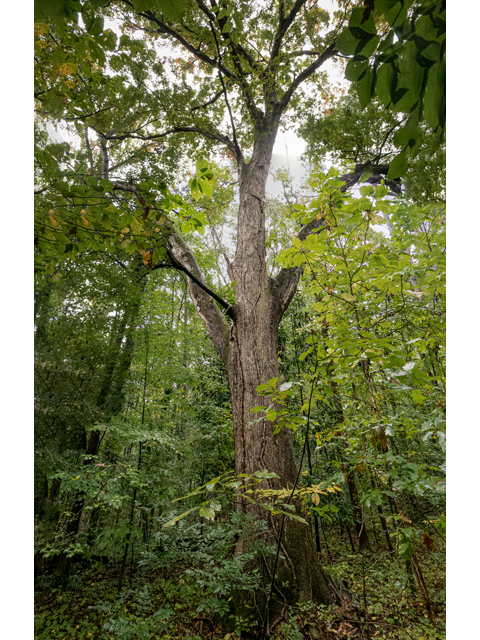 Quercus alba (White oak) #85182