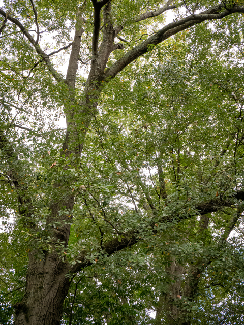 Quercus nigra (Water oak) #85190