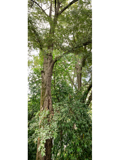 Quercus nigra (Water oak) #85191