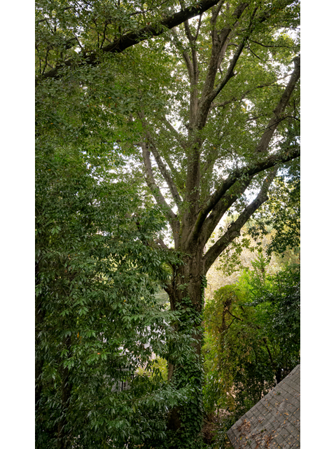 Quercus nigra (Water oak) #85192