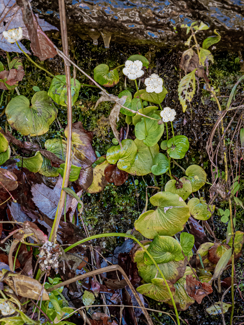 Parnassia asarifolia (Kidneyleaf grass-of-parnassus) #85193